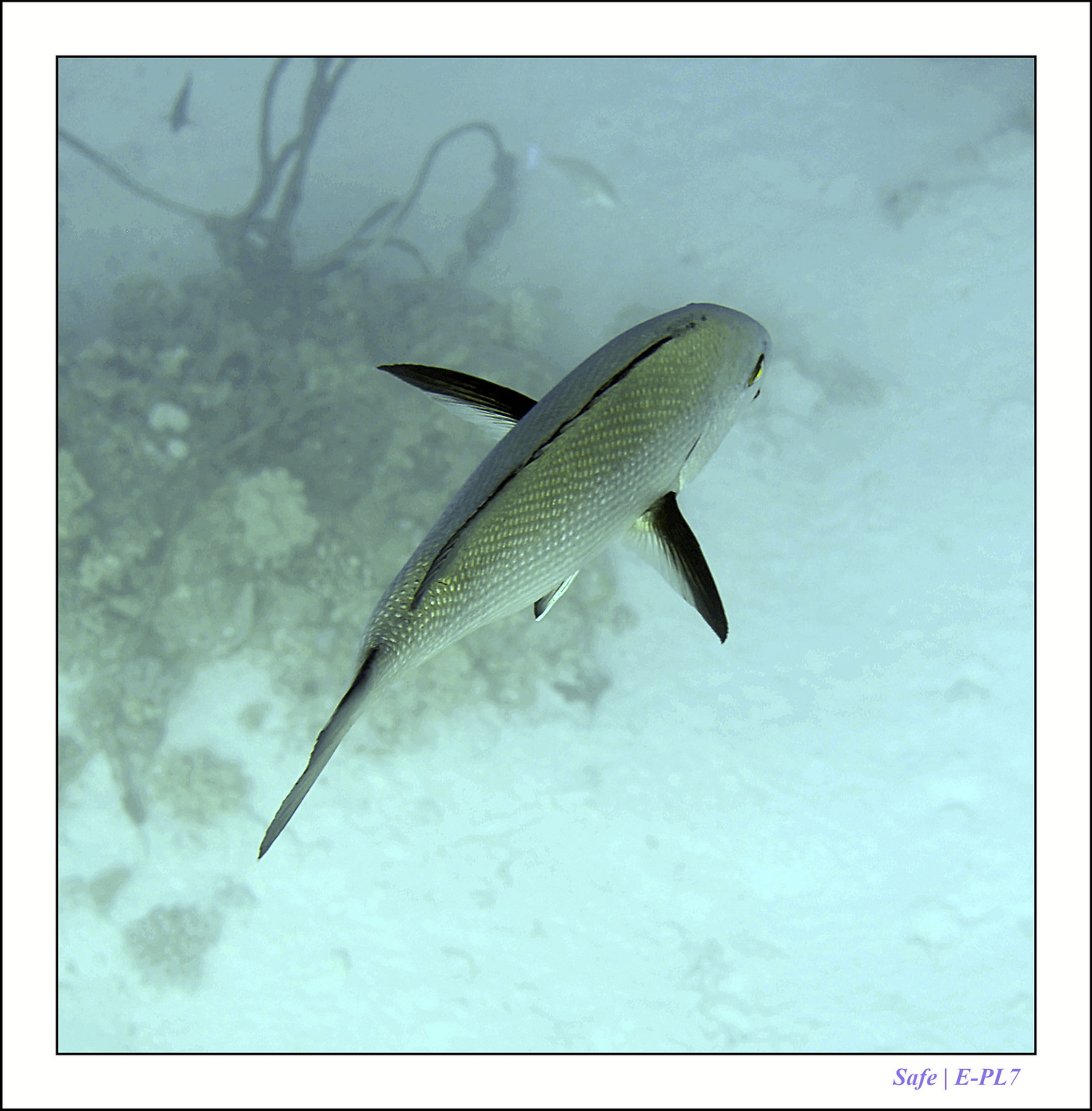 2023 - 03 - Charm El Sheikh - 57